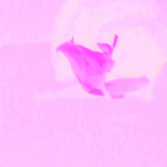 tumblr_pfhp51uUFA1vd3tet_400